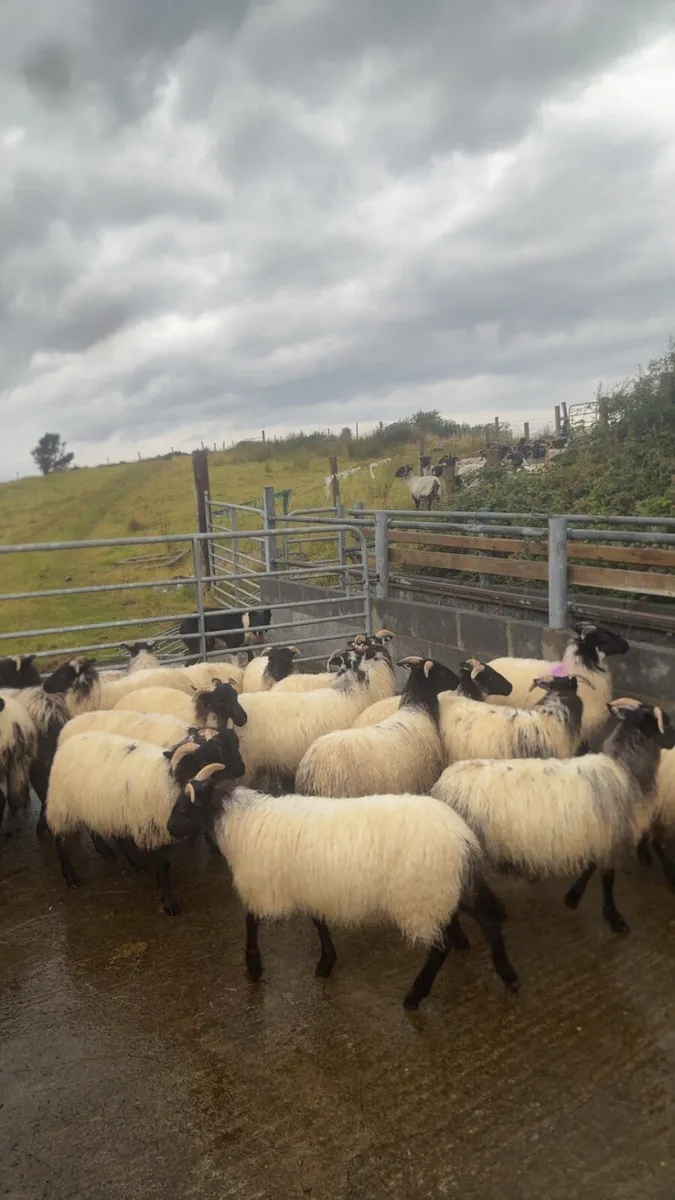 Black mountain lambs - Image 4