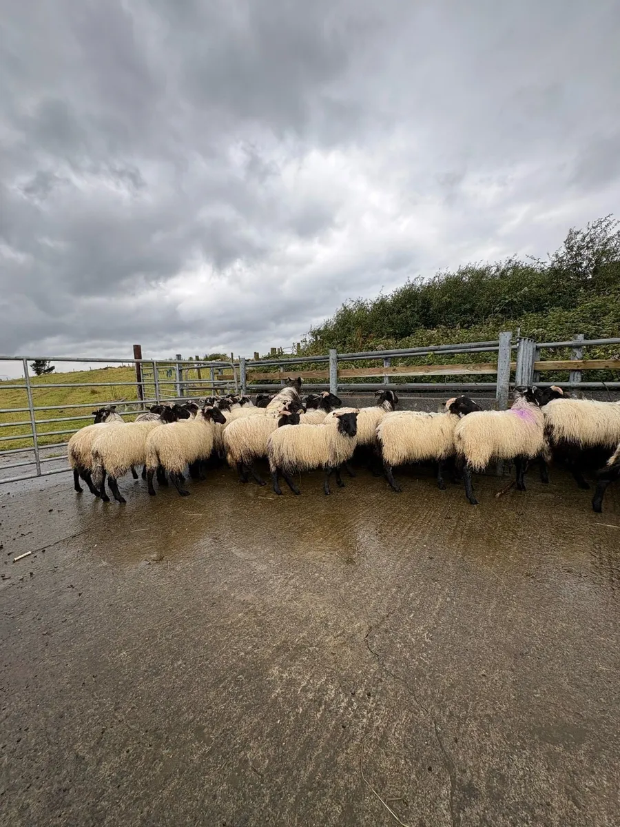 Black mountain lambs - Image 1