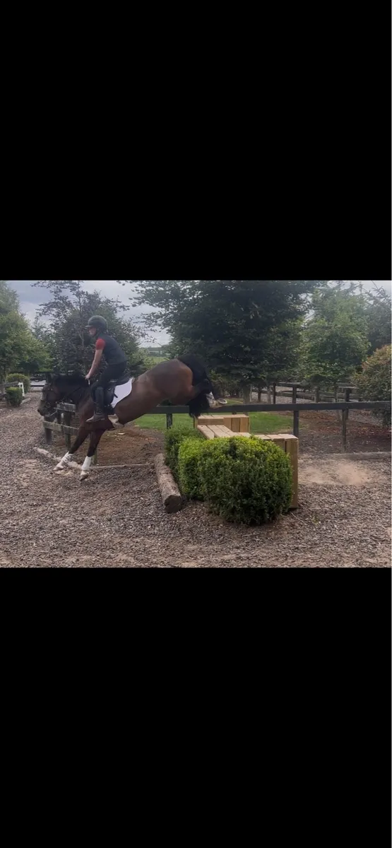 Talented pony - Image 1