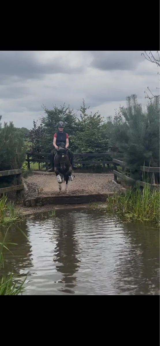 Talented pony - Image 2