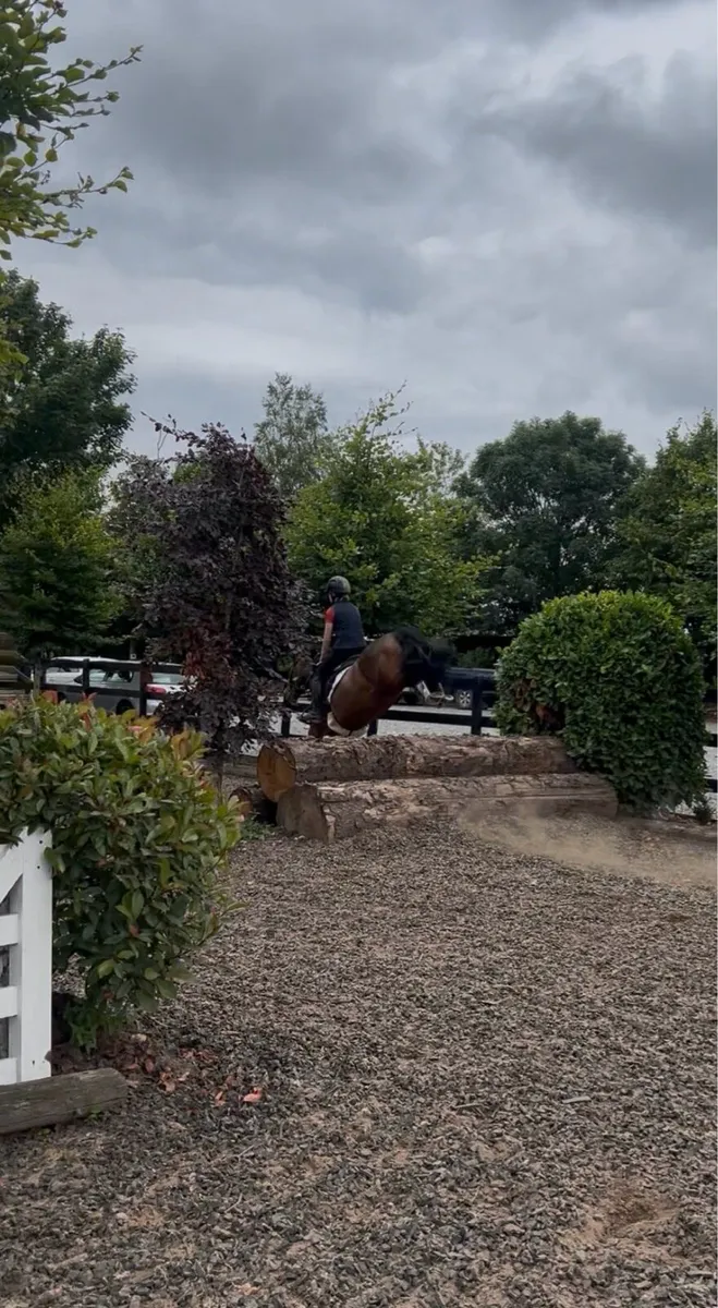 Talented pony - Image 4
