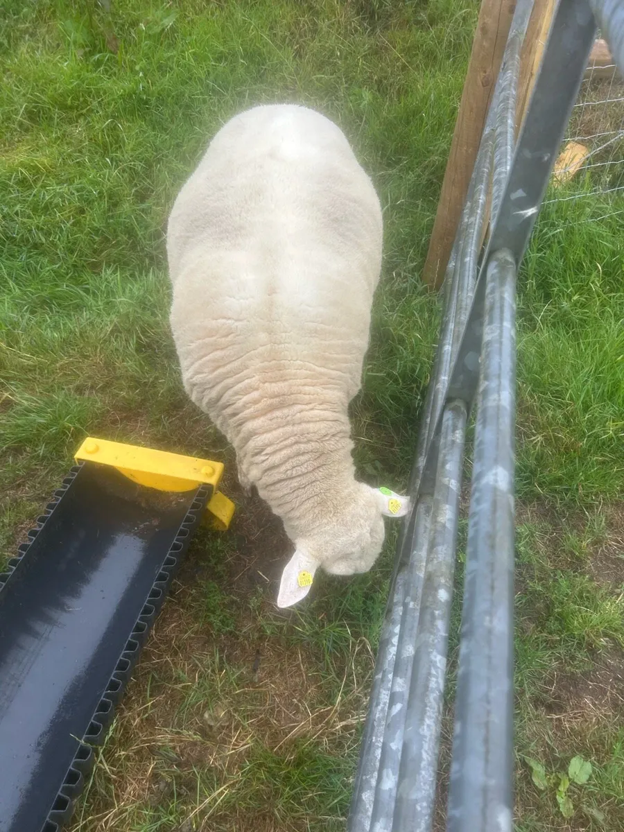 Galway Ram - Image 2