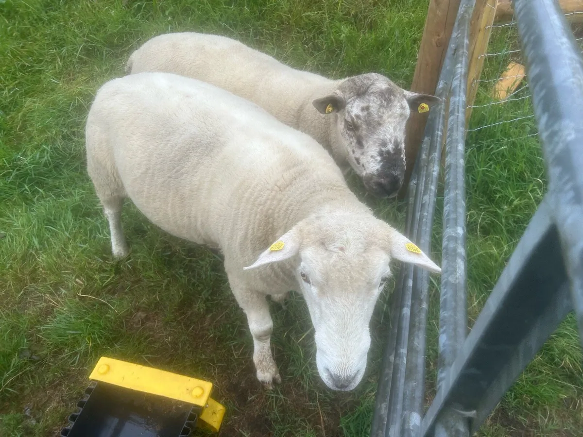 Galway Ram - Image 3