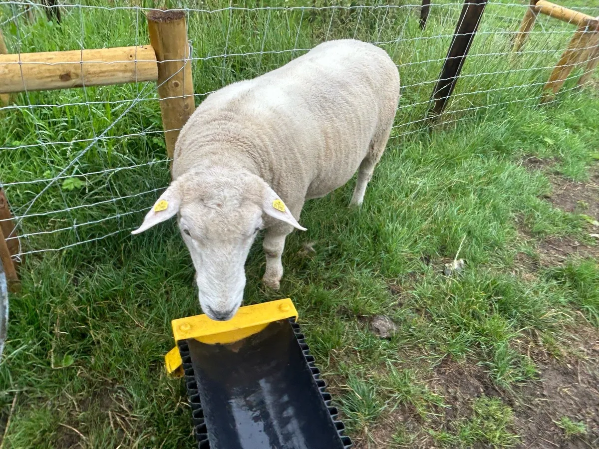 Galway Ram - Image 4