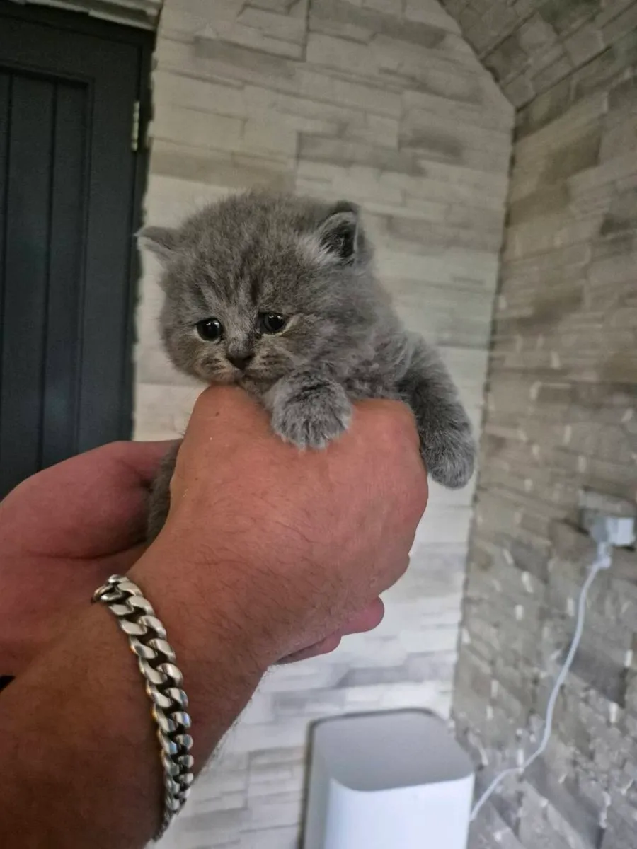 British Shorthair kittens - Image 1