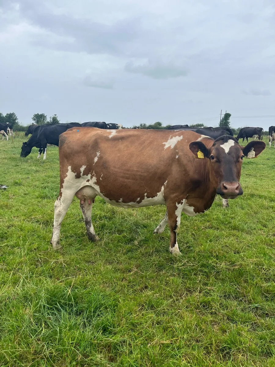 High SCC cow - Image 1