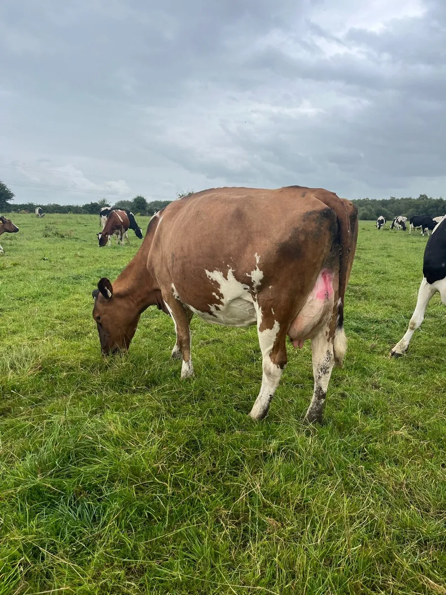 High SCC cow - Image 2