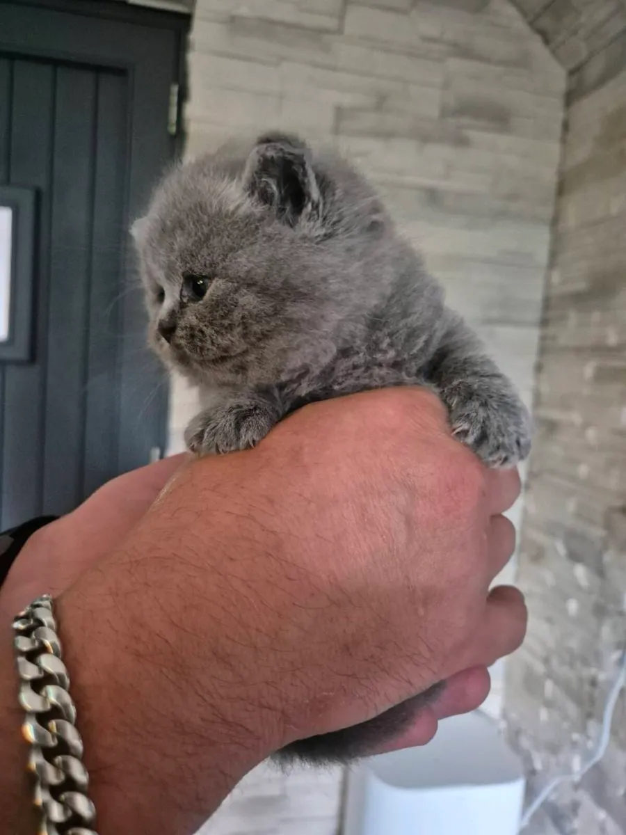 British Shorthair kittens - Image 2