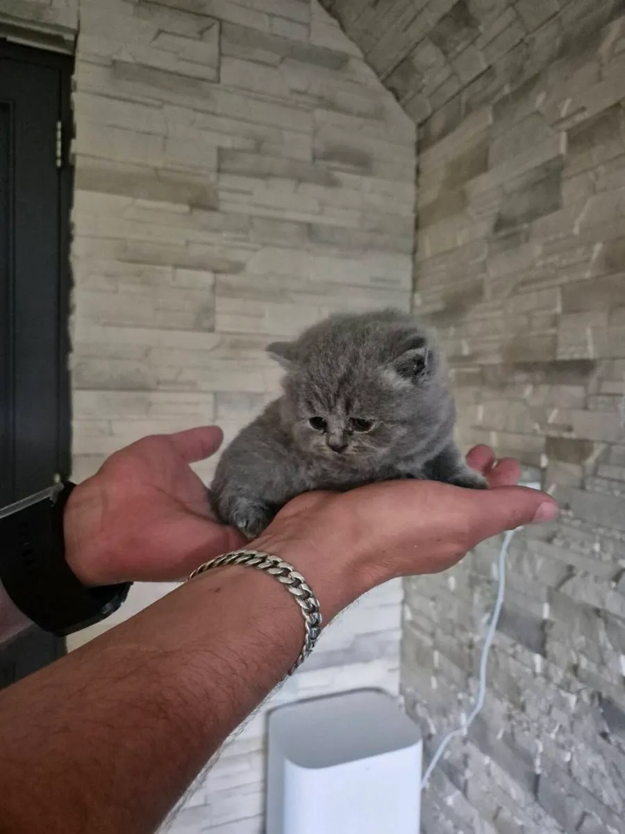 British Shorthair kittens - Image 3