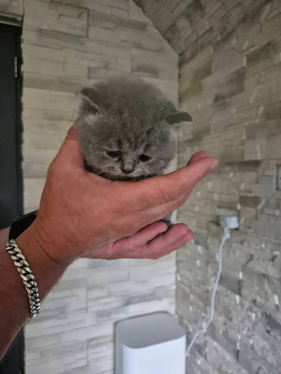 British Shorthair kittens - Image 4