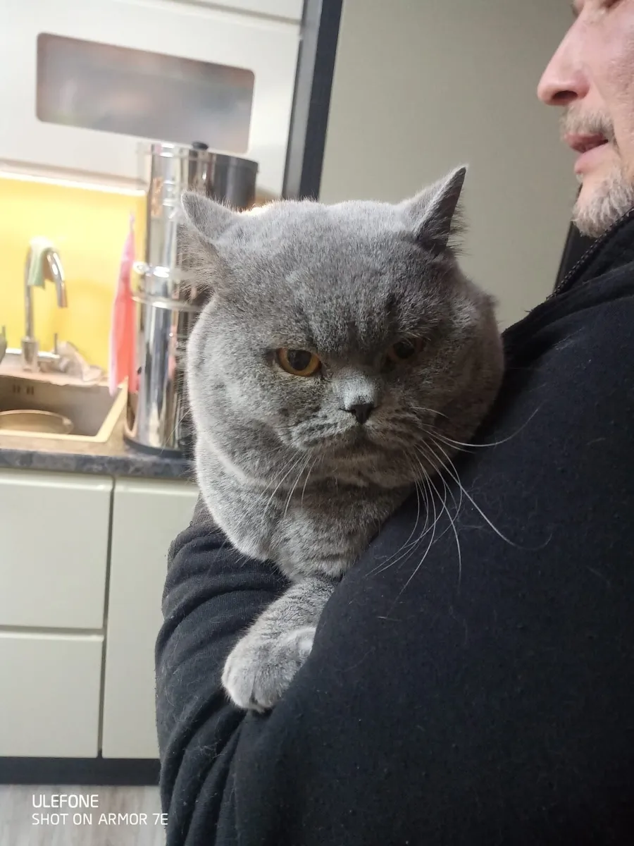 Pedigree British Shorthair kittens - Image 4