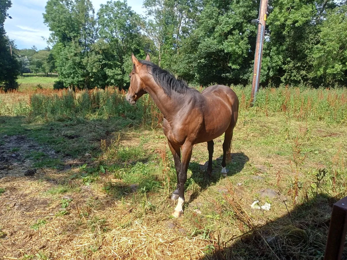 Well bred gelding forsale - Image 3