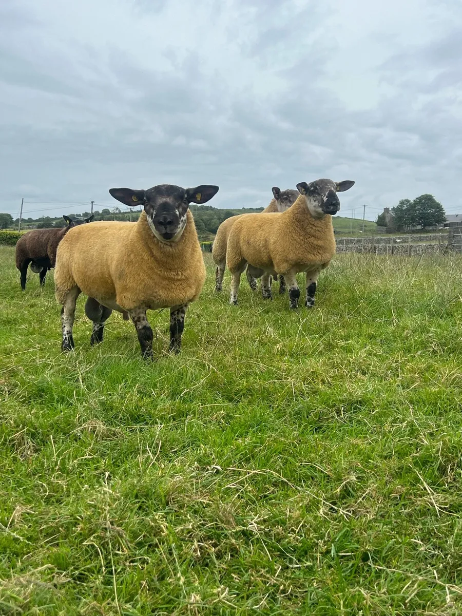 Suftex rams - Image 1