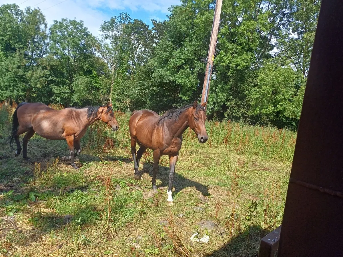 Well bred gelding forsale - Image 4