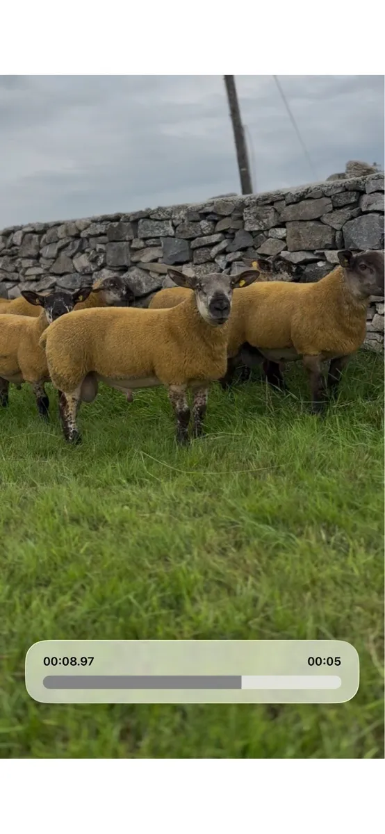 Suftex rams - Image 4