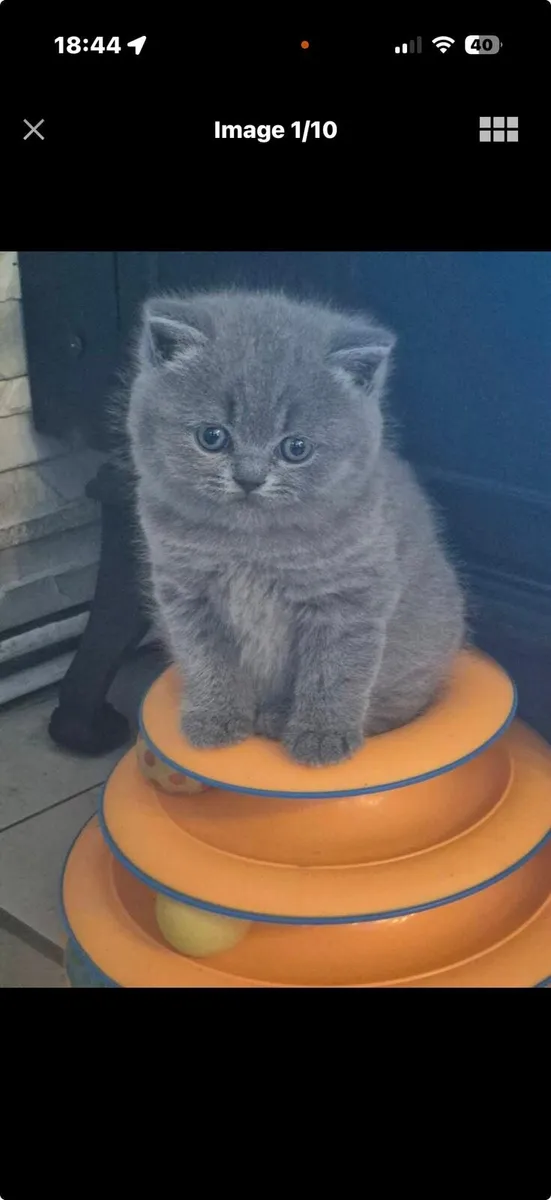 Pedigree British Shorthair kittens - Image 4