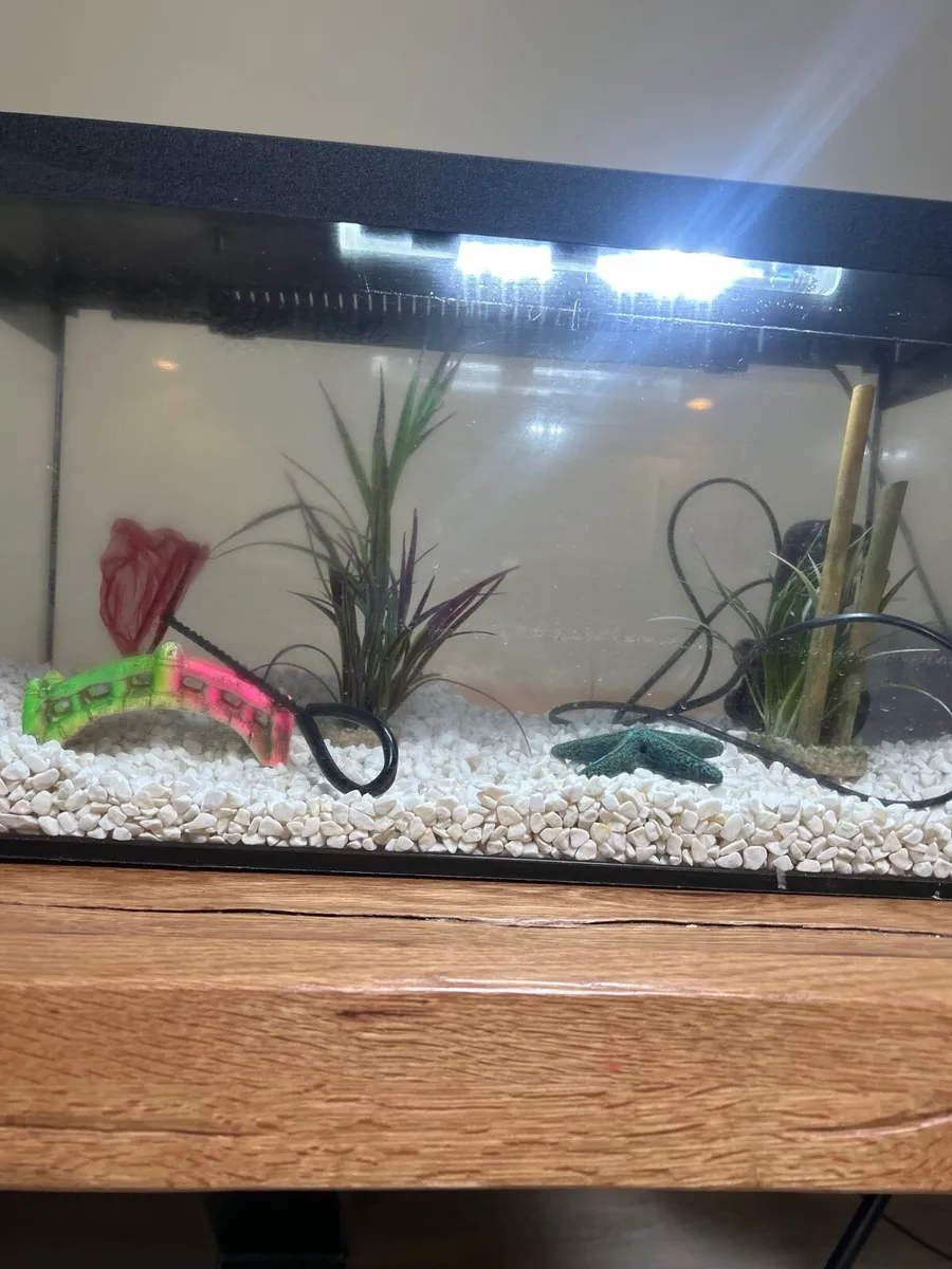Aquael Fish Tank - Image 3