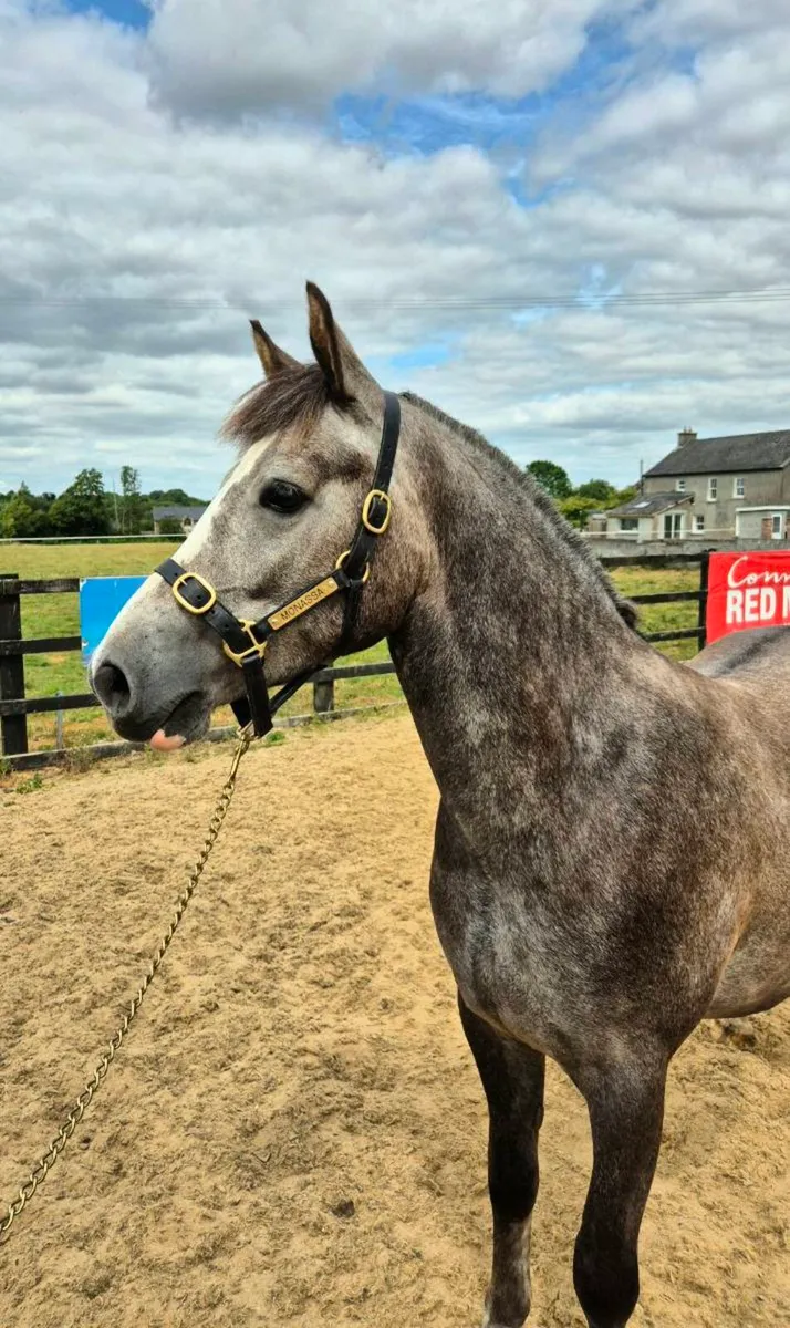 Beautiful 147cm Connamara pony - Image 1