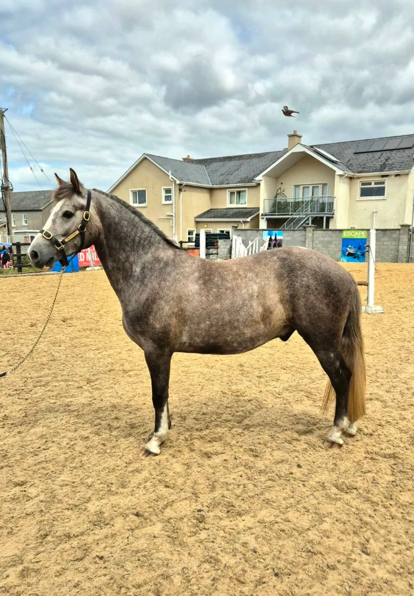 Beautiful 147cm Connamara pony - Image 2