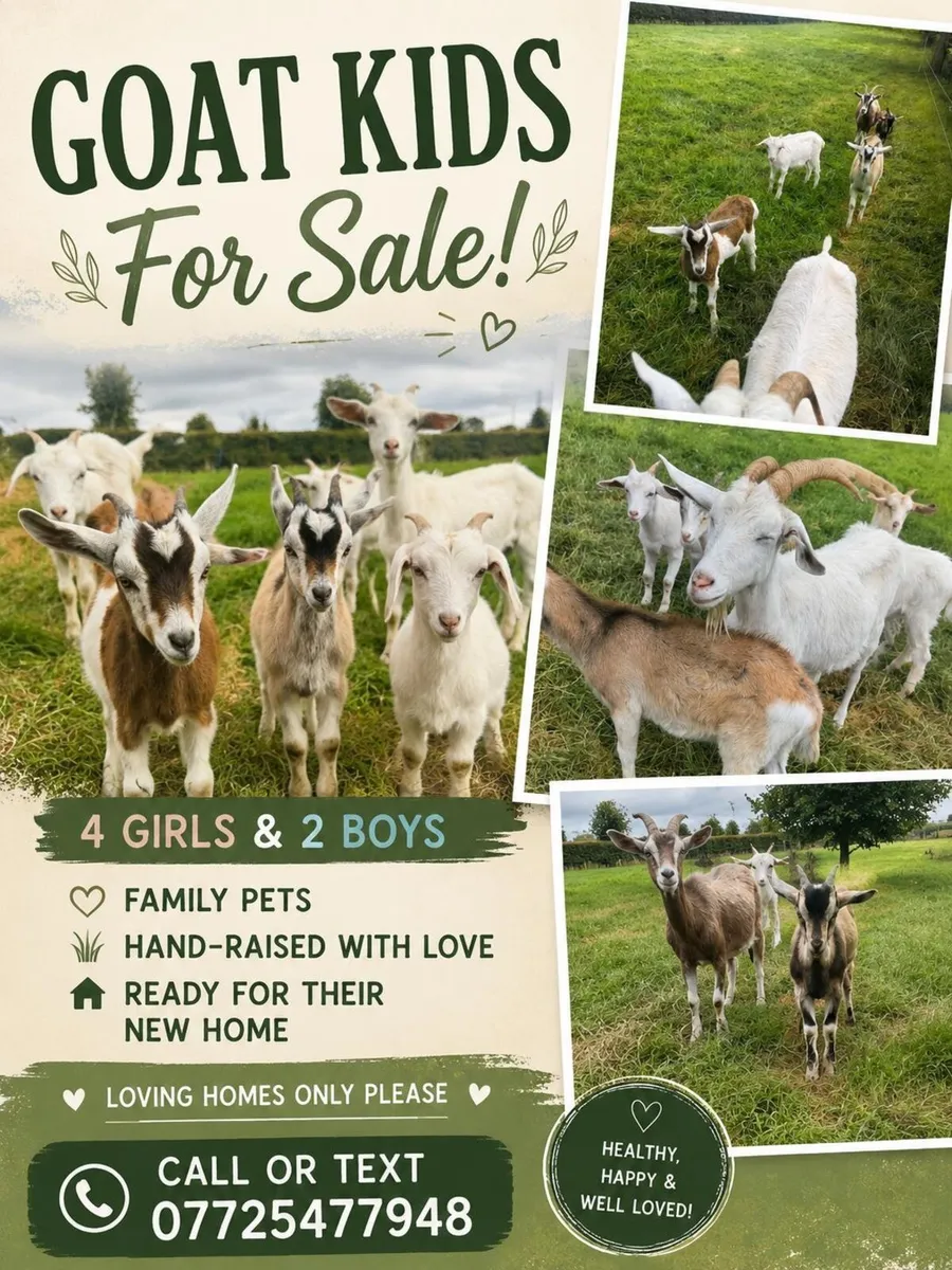 Goat - Image 1