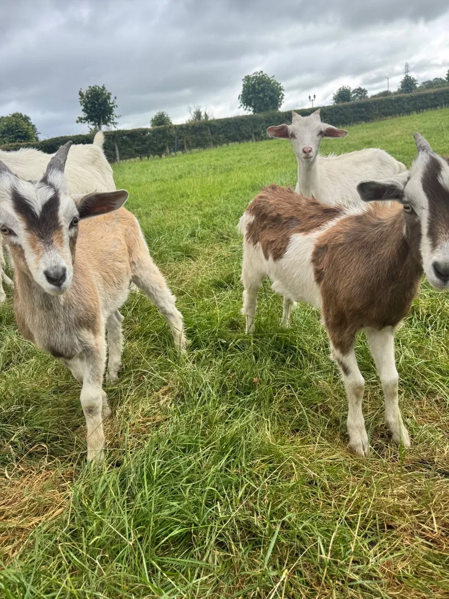 Goat - Image 2