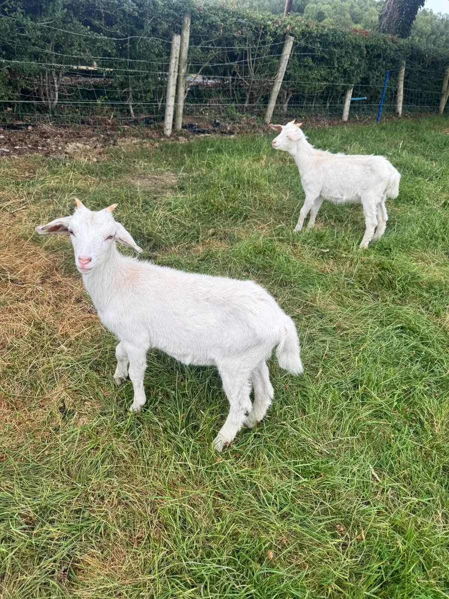 Goat - Image 3
