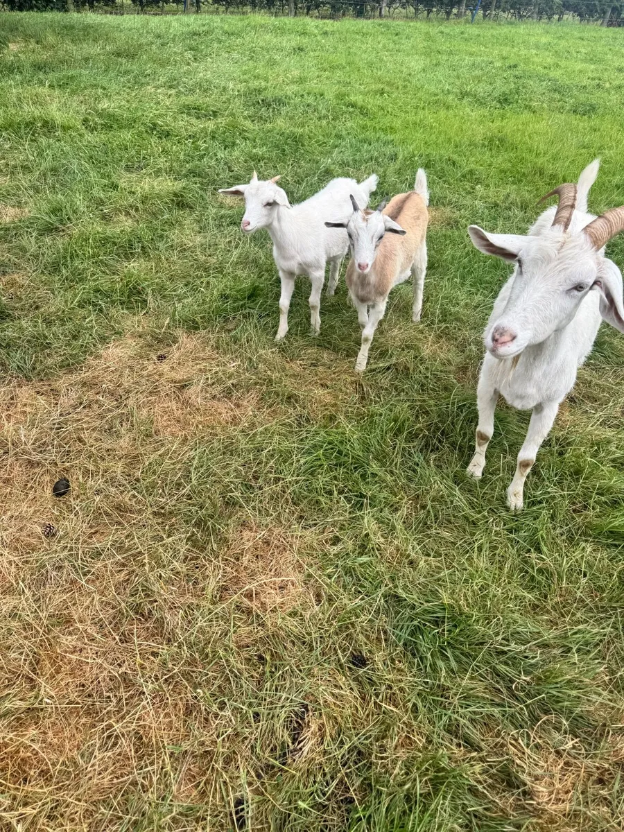 Goat - Image 4