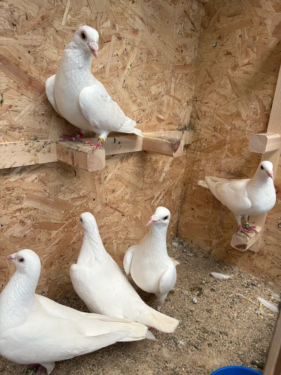 12 white colour  pigeons - Image 4