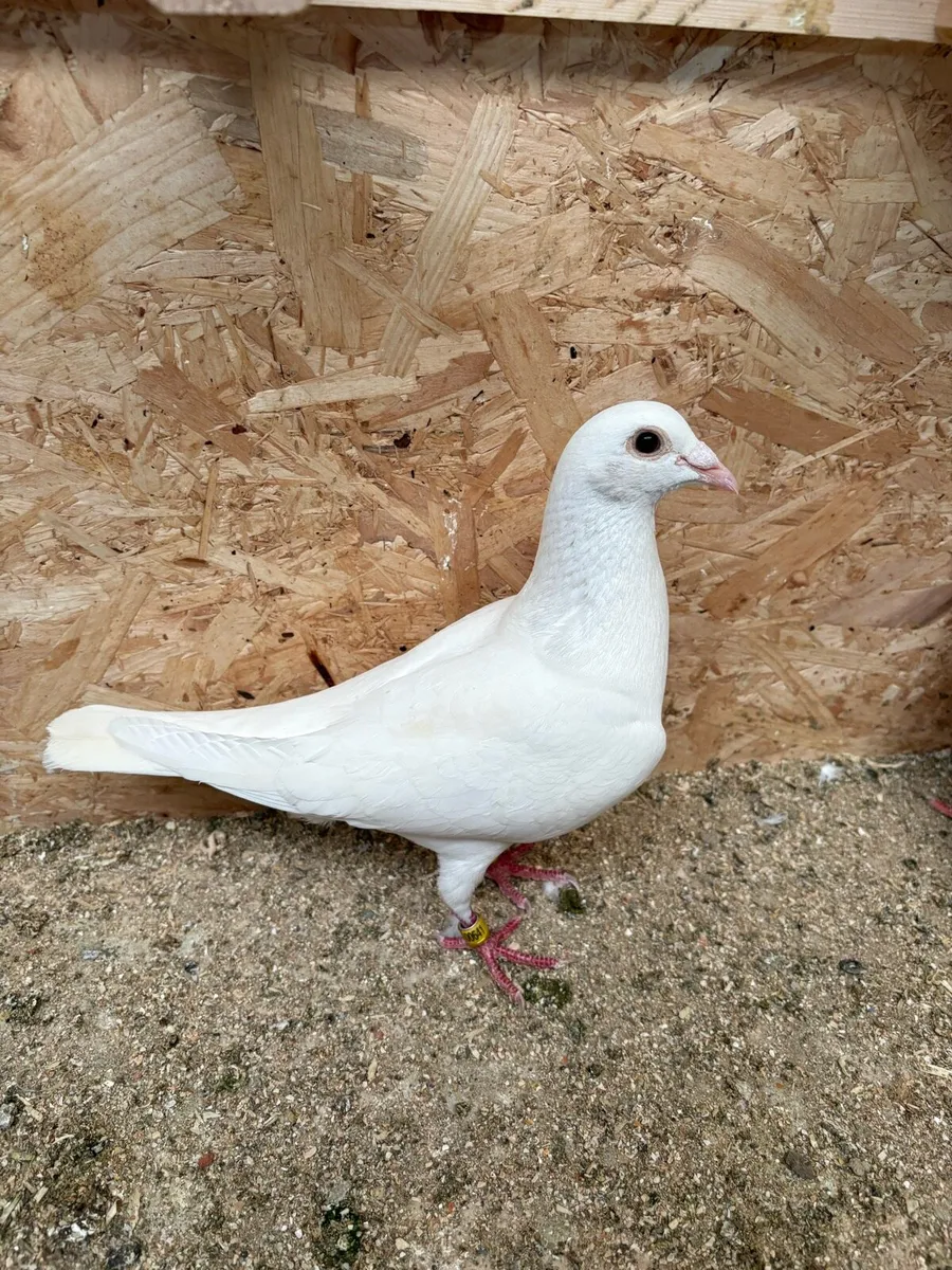 12 white colour  pigeons - Image 1