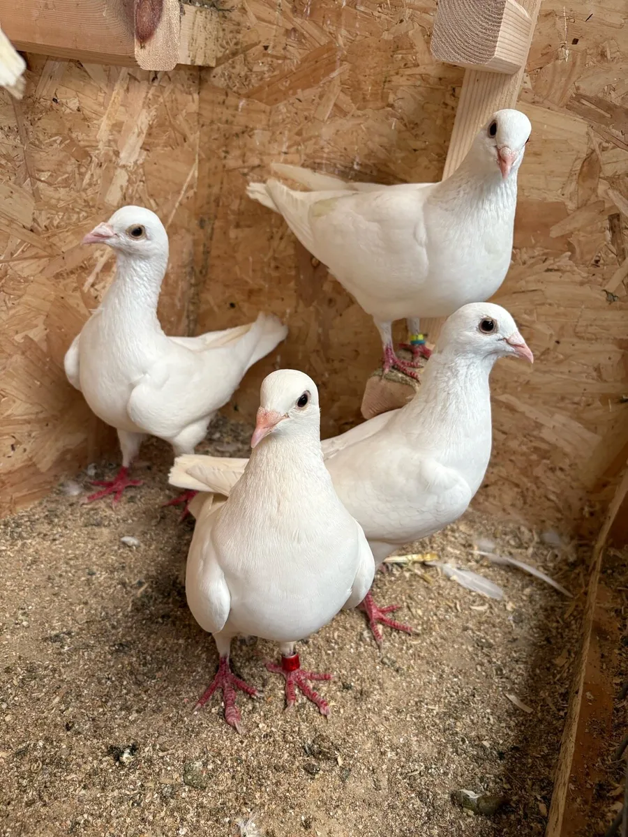 12 white colour  pigeons - Image 2