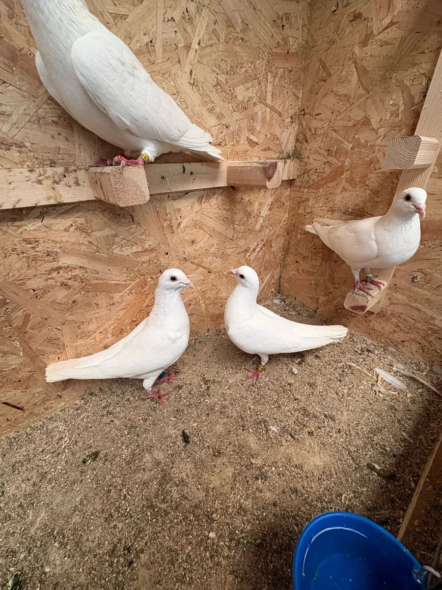 12 white colour  pigeons - Image 3