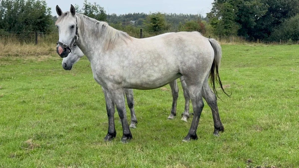 4yo Connemara mare - Image 1