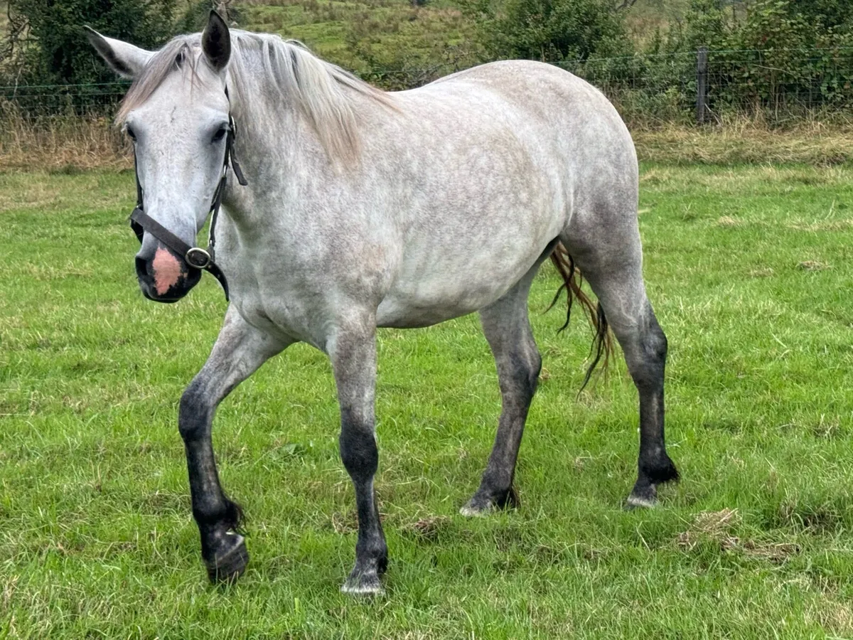 4yo Connemara mare - Image 3
