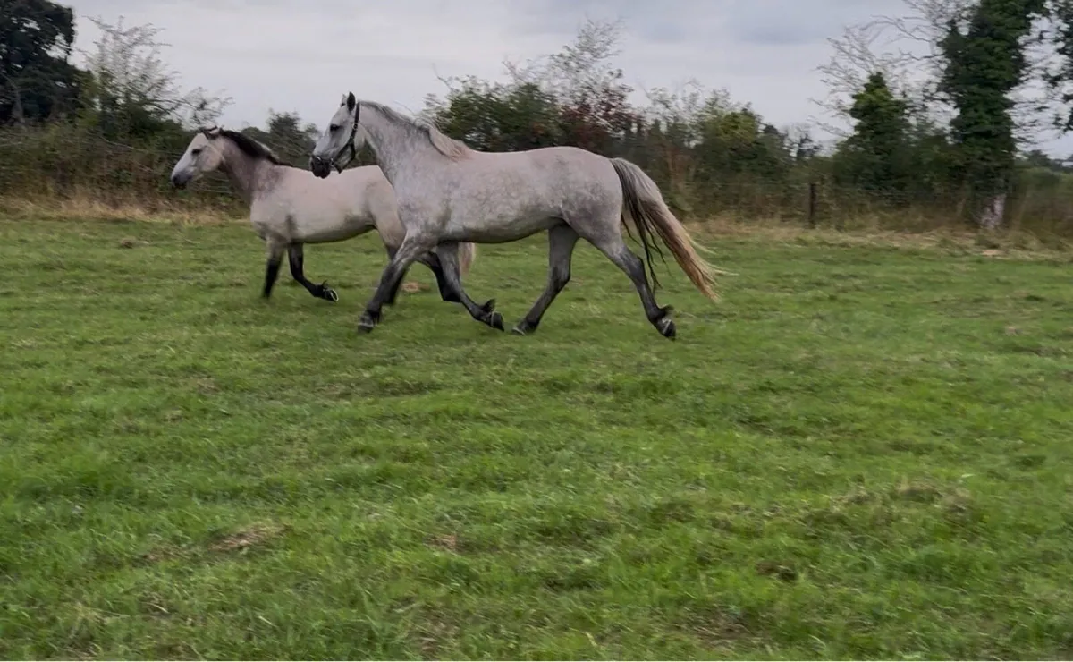 4yo Connemara mare - Image 4