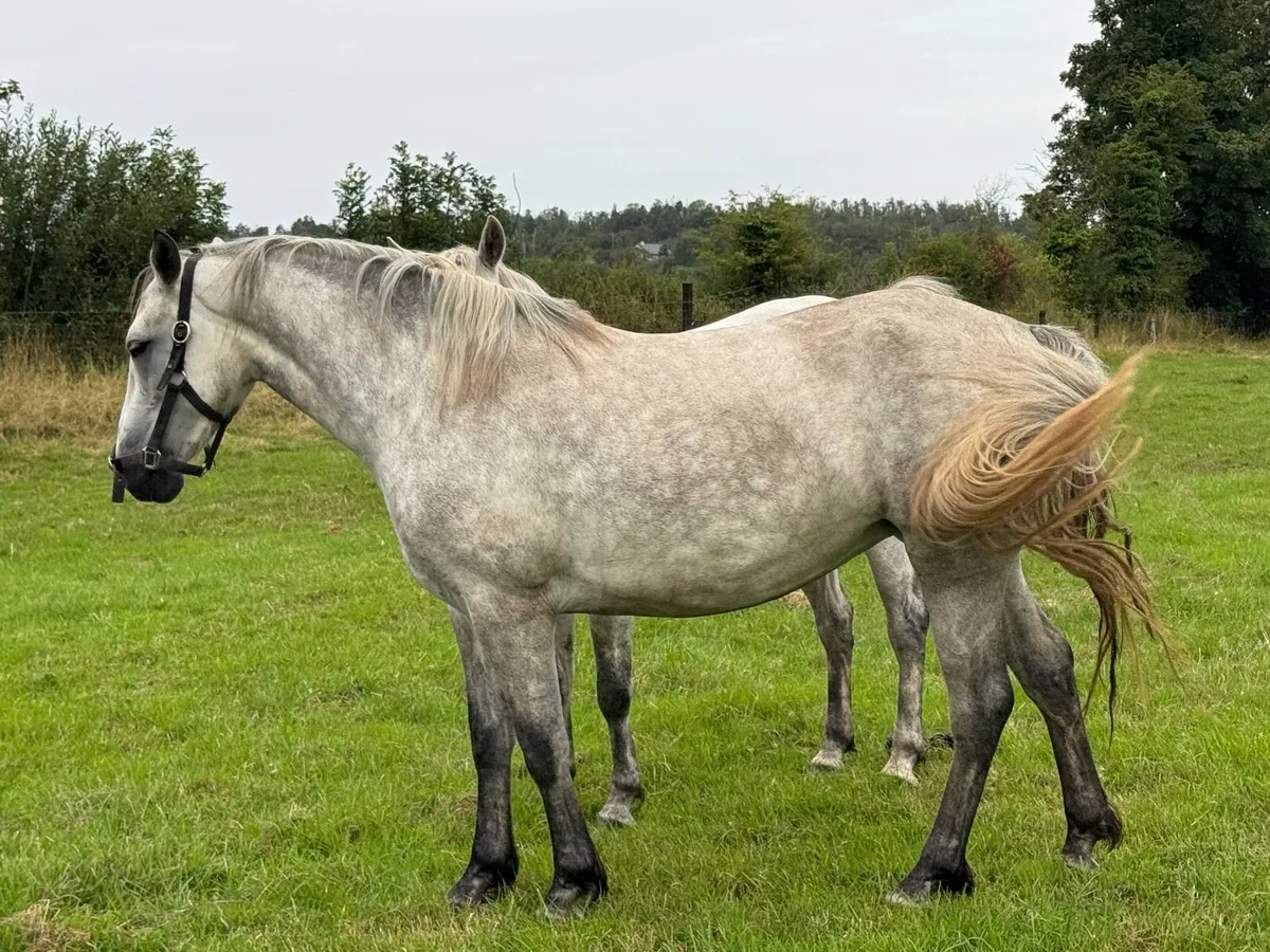4yo Connemara mare - Image 2