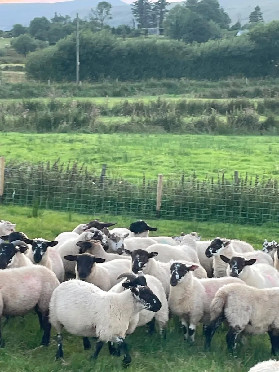 Store lambs - Image 2