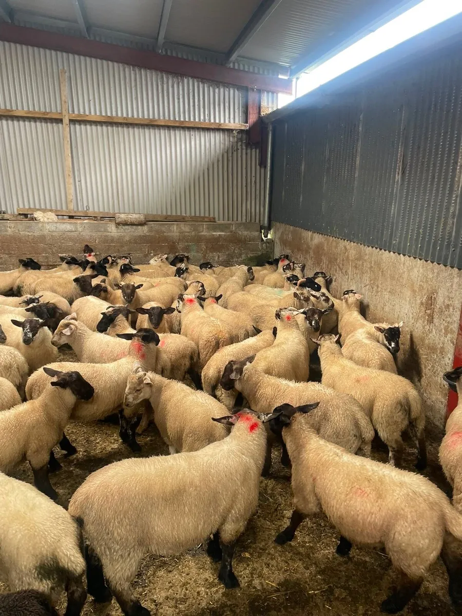 Store lambs - Image 1