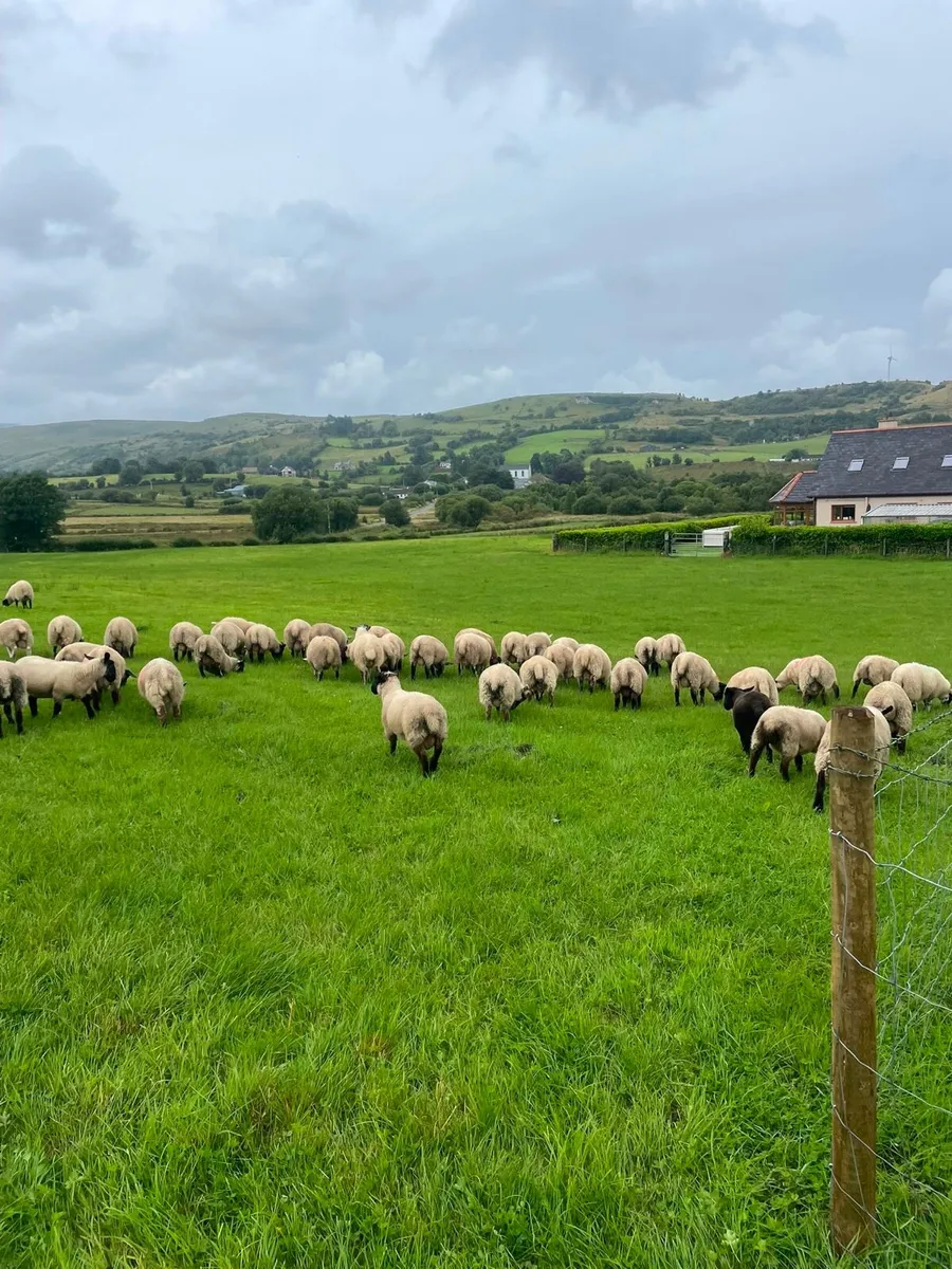 Store lambs - Image 3