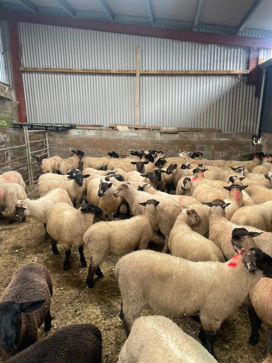 Store lambs - Image 4