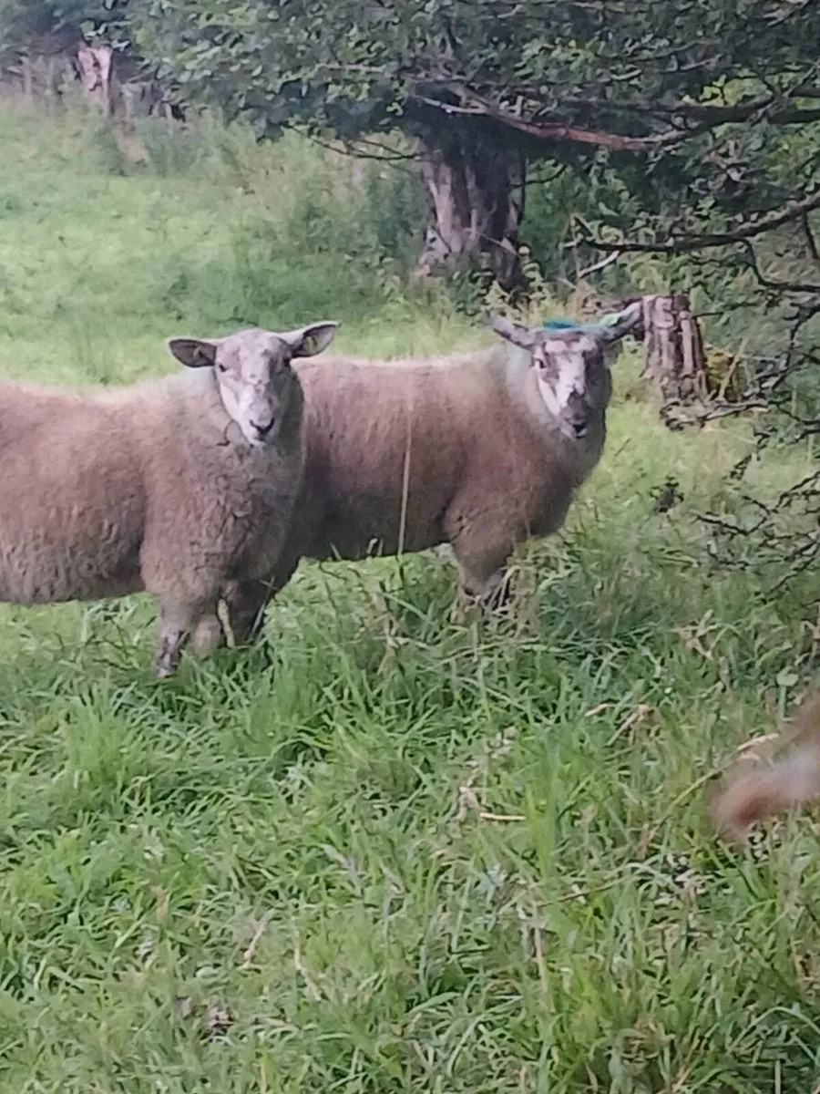 Ewe lambs - Image 2