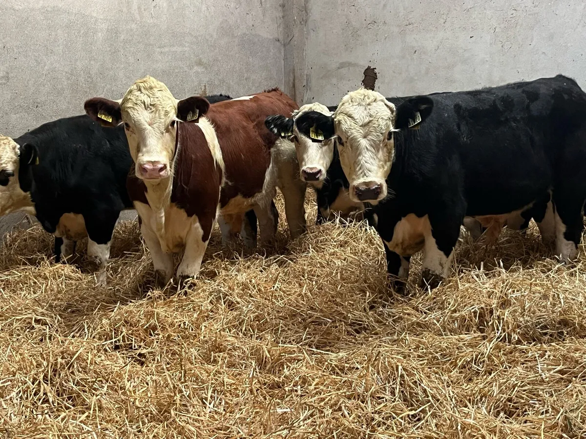 10 Super Hereford Bull Weanlings - Image 2