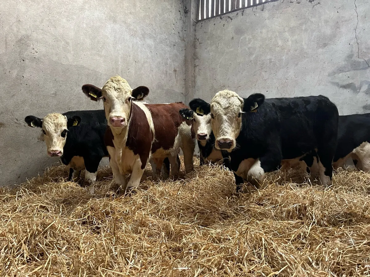 10 Super Hereford Bull Weanlings - Image 3