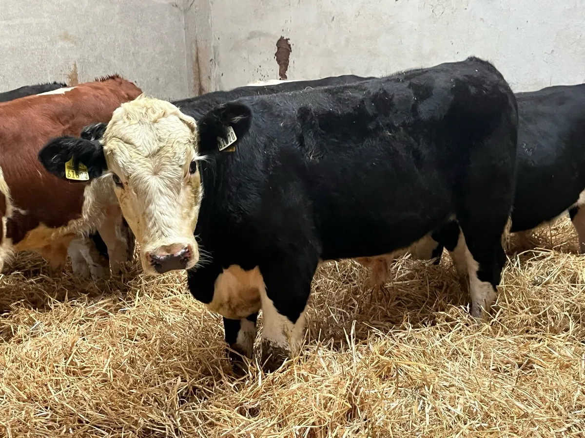 10 Super Hereford Bull Weanlings - Image 4