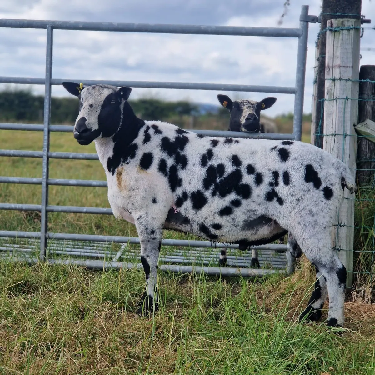 Dutch Spotted Ram - Image 1