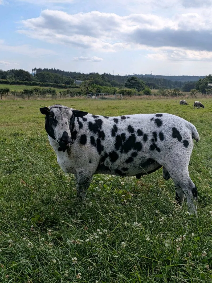 Dutch Spotted Ram - Image 2