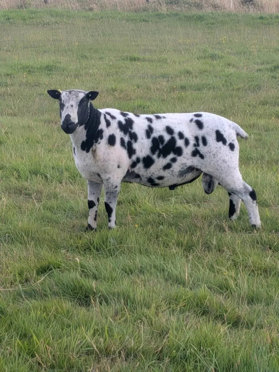 Dutch Spotted Ram - Image 3