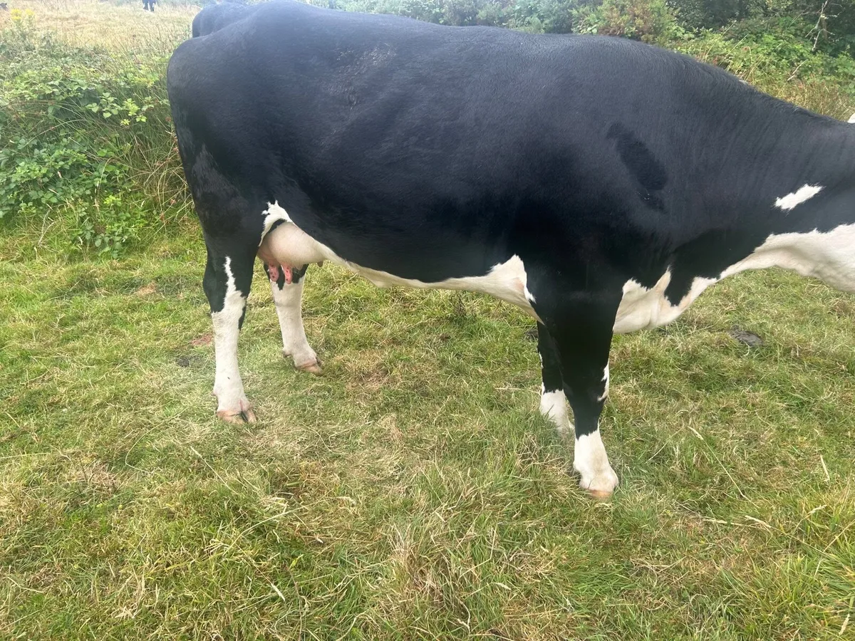 Foster heifer with milk - Image 3