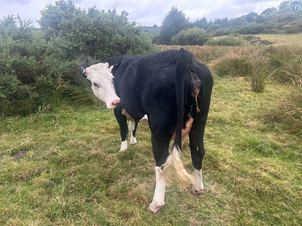 Foster heifer with milk - Image 2