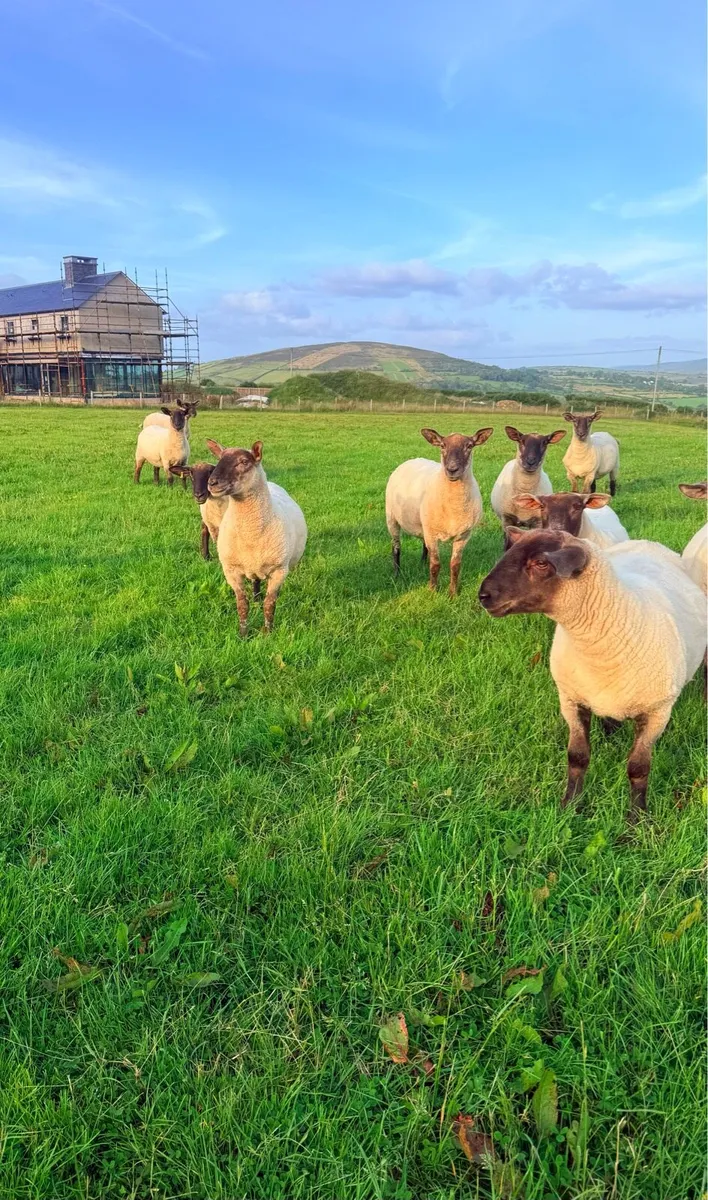 Suffolk Cheviot Hoggets - Image 1