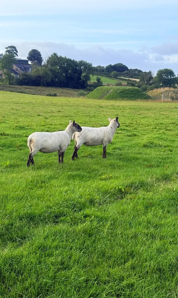 Suffolk Cheviot Hoggets - Image 2